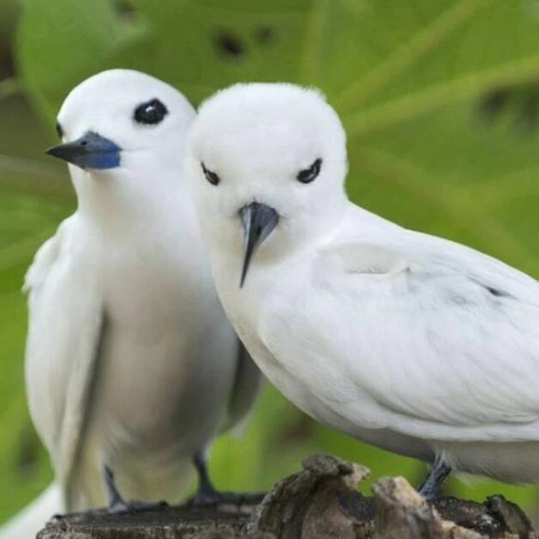 Eden on Earth: Catamaran Cruise through Seychelles - photo 10