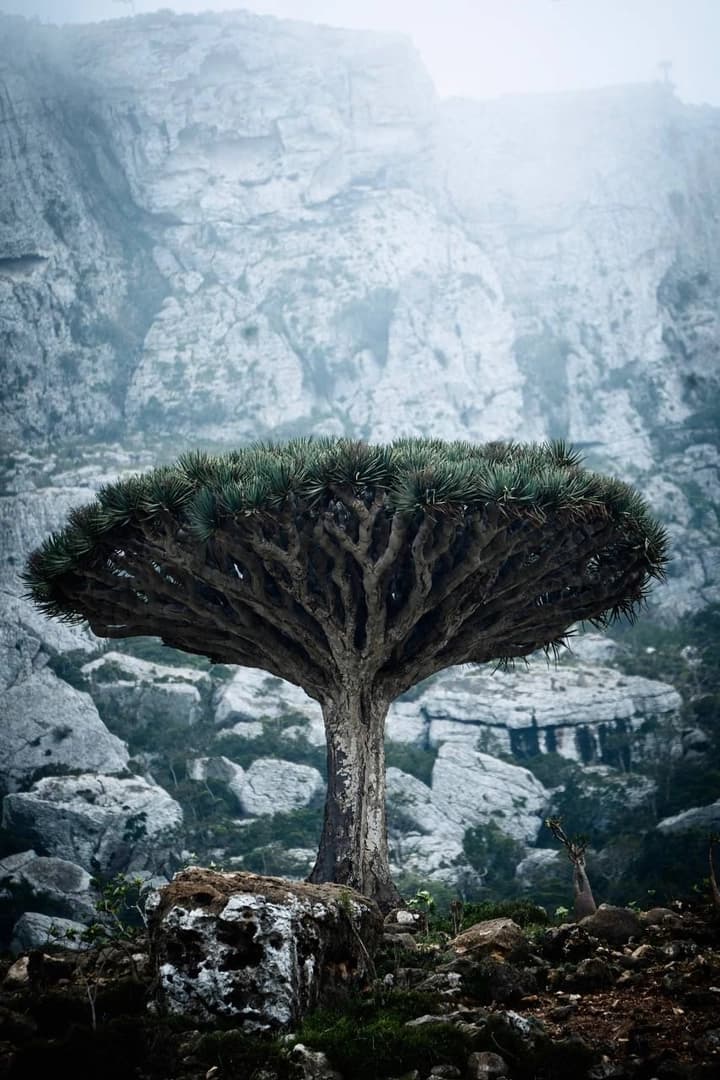 Socotra – Djibouti - photo 12