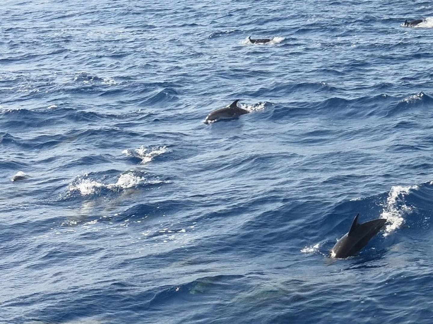 Volcanic Freedom - photo 2